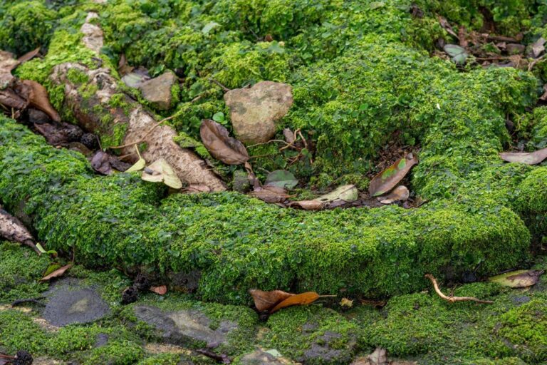 Tiket Masuk KEBUN RAYA CIBODAS Daya Tarik Dan Fasilitas