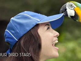 Promo Kartu Kredit CIMB Niaga di Bali Bird Park Diskon tiket masuk 10%