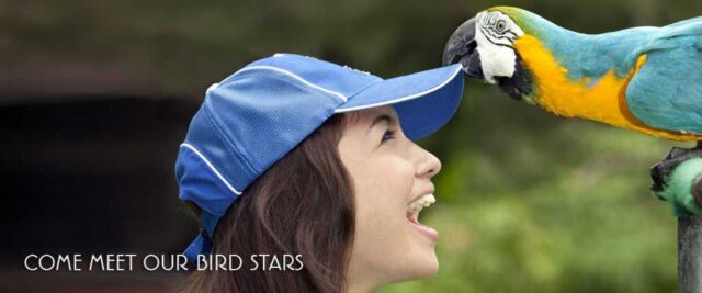 Promo Kartu Kredit CIMB Niaga di Bali Bird Park Diskon tiket masuk 10%