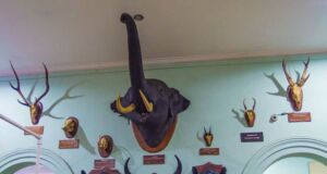 Kepala satwa yang diawetkan di Museum Zoologi Kebun Raya Bogor
