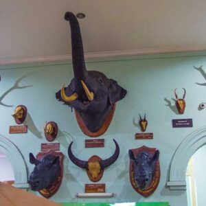 Kepala satwa yang diawetkan di Museum Zoologi Kebun Raya Bogor
