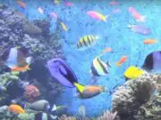 SEA Aquarium Singapura