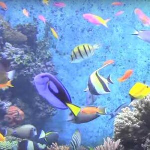 SEA Aquarium Singapura
