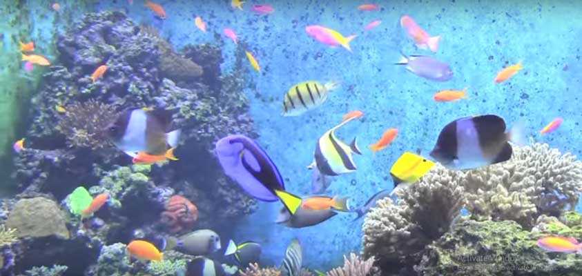 SEA Aquarium Singapura Zona Tiket & Atraksi November 2020 ...