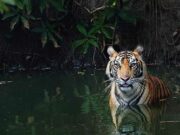 Harimau Sumatera di Kebun Binatang Ragunan