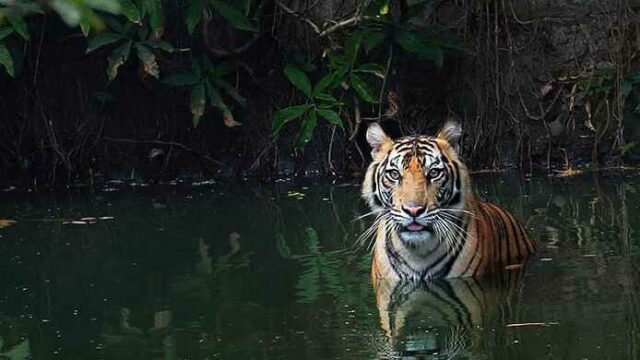 Harimau Sumatera di Kebun Binatang Ragunan