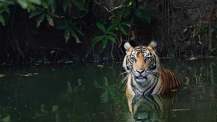 Harimau Sumatera di Zona Mamalia Kebun Binatang Ragunan