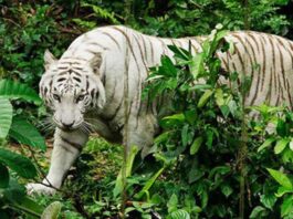 Singapore Zoo