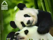 Istana Panda Taman Safari