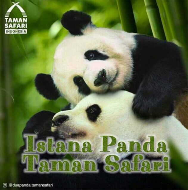 Istana Panda Taman Safari