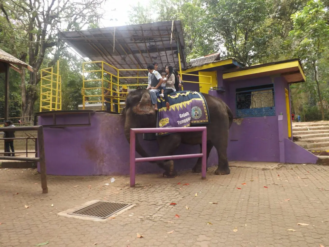 menunggang gajah kebun binatang bandung