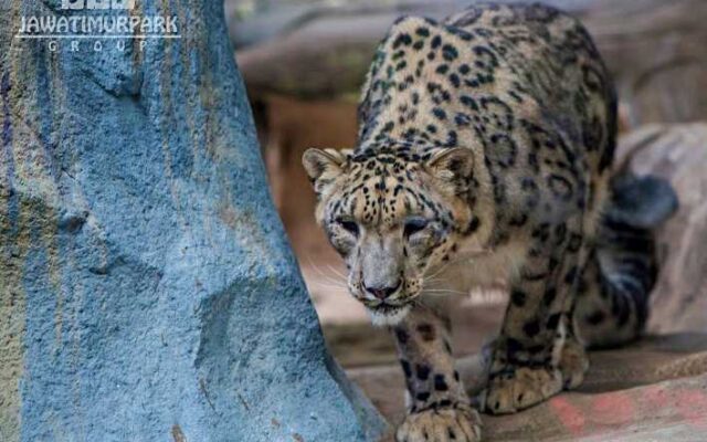 Batu Secret Zoo