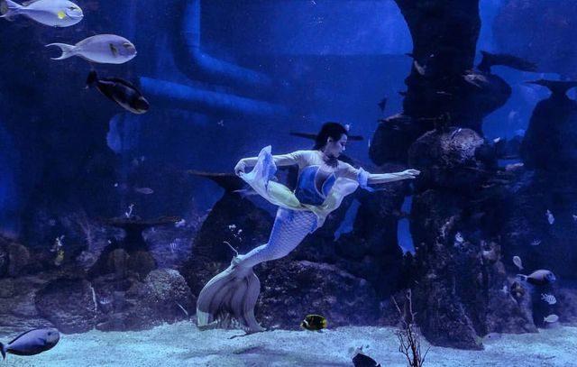 Salah satu pertunjukkan yang sering diadakan di Jakarta Aquarium