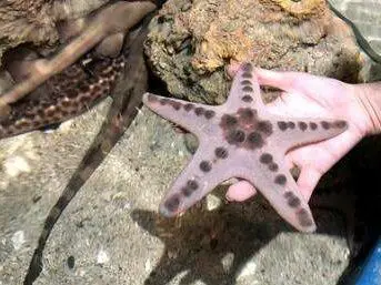 bintang laut di kolam sentuh