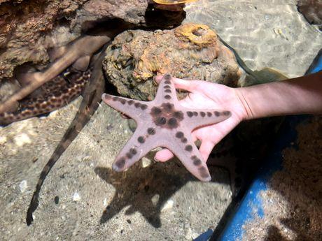Bintang laut. foto: