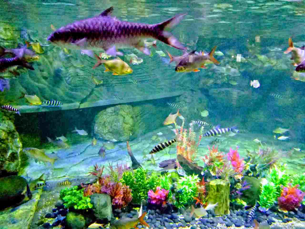ikan warna-warni di aquarium seaworld ancol