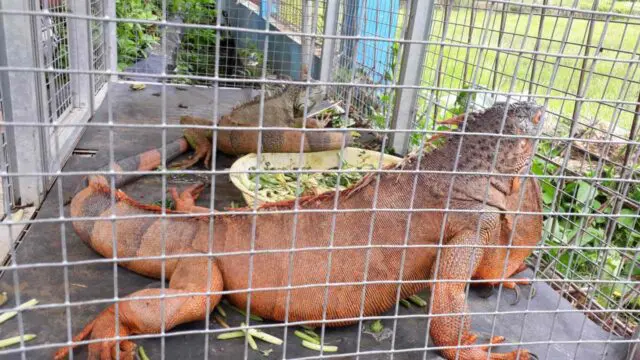 melihat binatang iguana