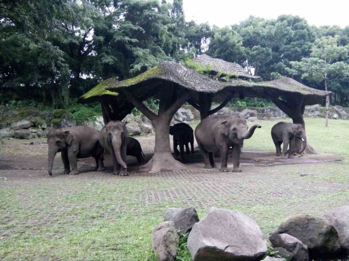 Taman Safari Prigen Tiket Masuk, Wahana dan Fasilitas Agustus 2026