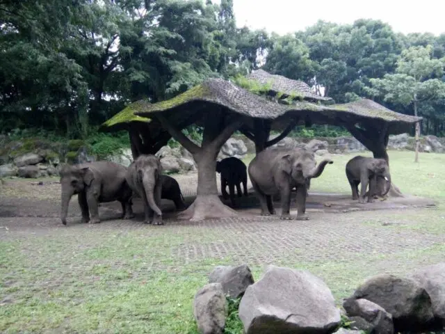 hewan gajah di taman safari prigen