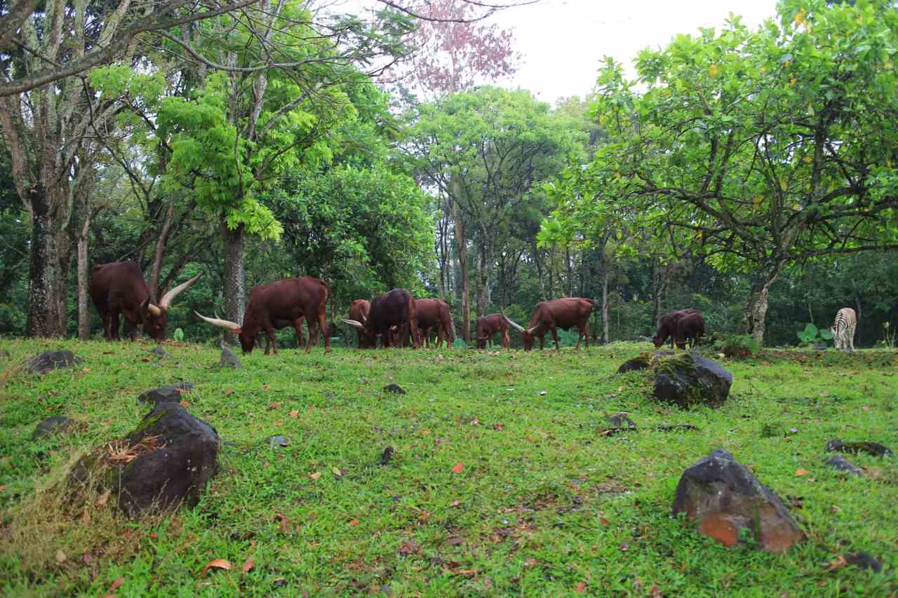 satwa hidup bebas seperti di habitat asli