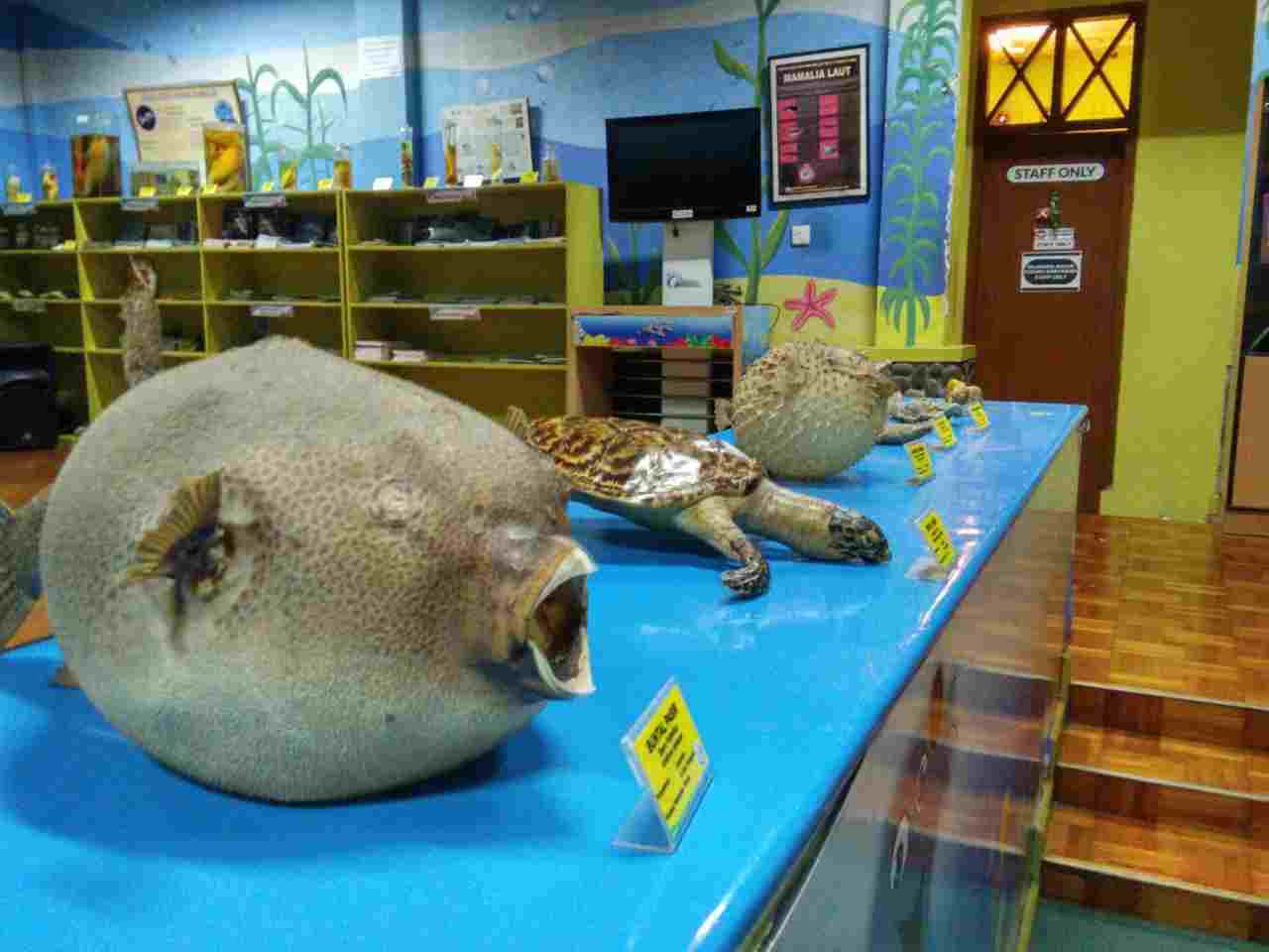 museum biota laut 