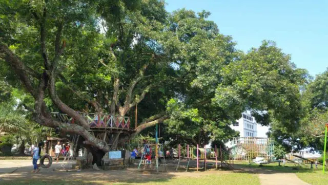 rumah pohon dan taman outbond