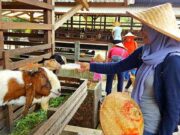 Kuntum Farmfield Nursery Bogor