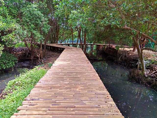 Tempat Wisata Hutan Mangrove Di Tangerang - Tempat Wisata ...