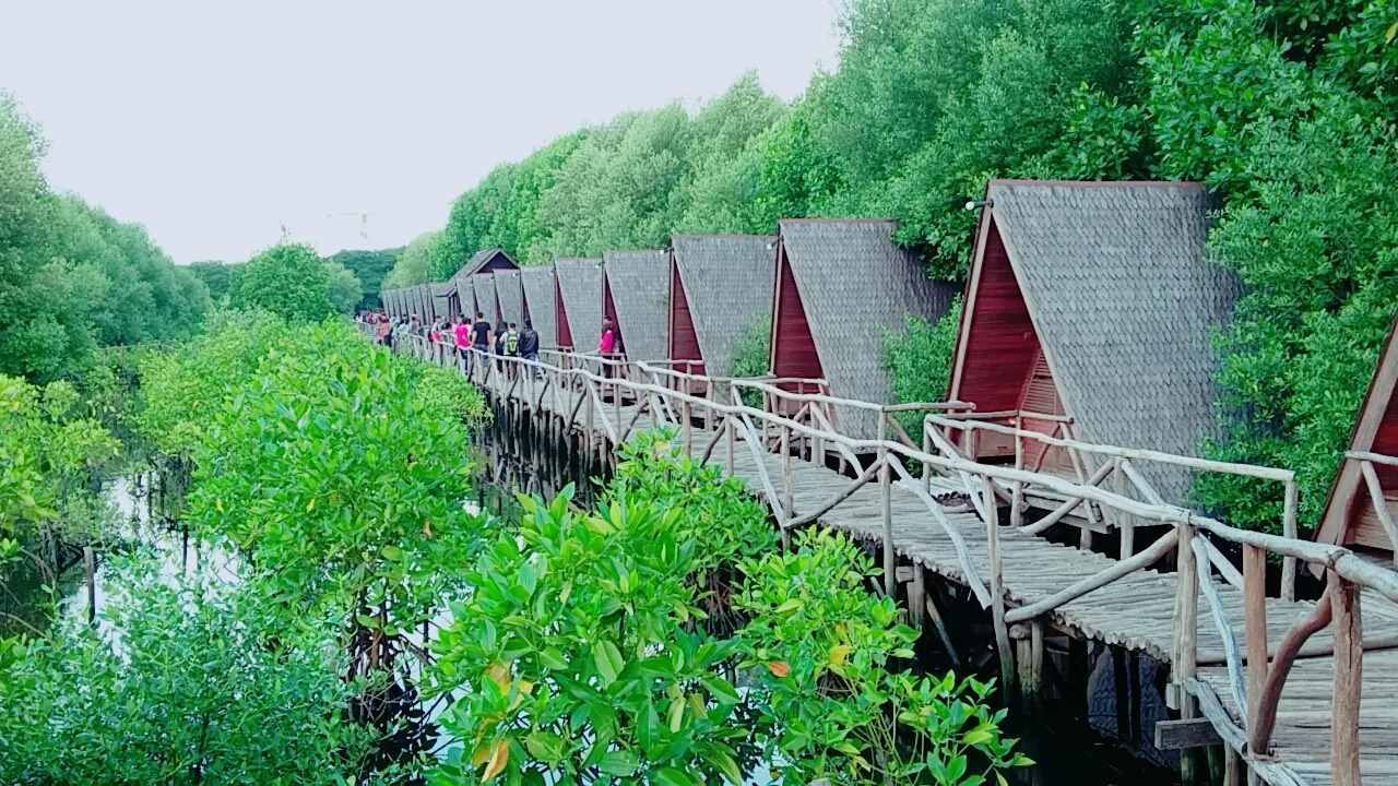 penginapan villa hutan mangrove jakarta