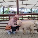 berinteraksi dengan domba
