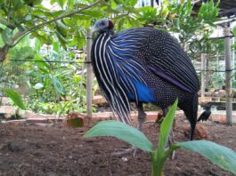 Burung yang Dilindungi di Bird Park Palembang