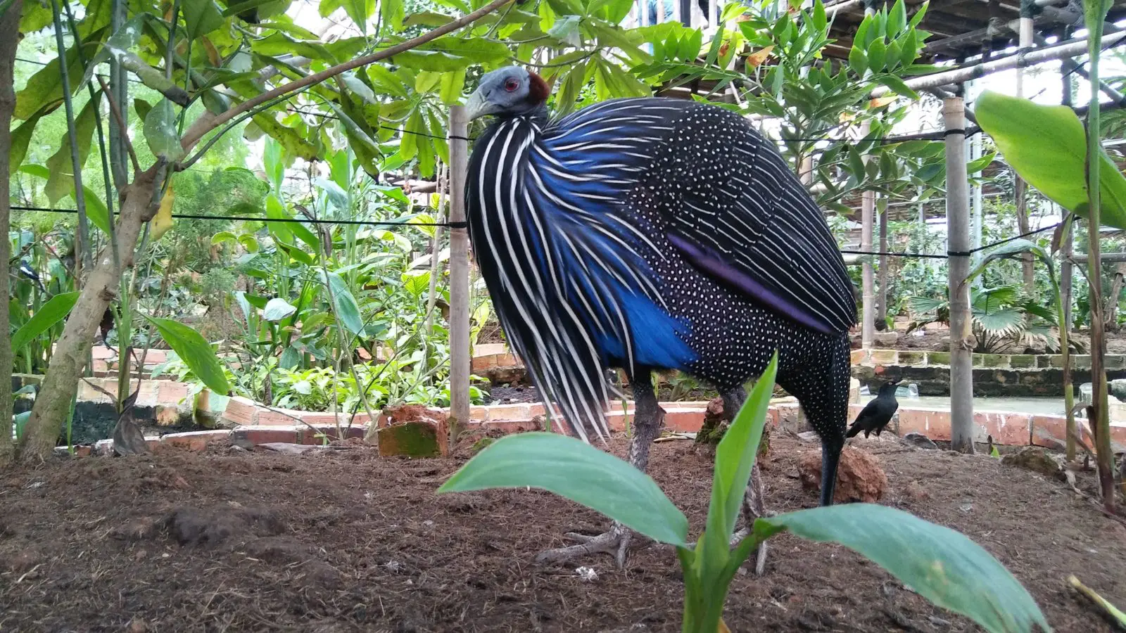 Burung yang Dilindungi di Bird Park Palembang