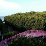 jembatan pink ikonik hutan mangrove brebes pandansari
