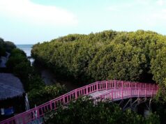 jembatan pink ikonik hutan mangrove brebes pandansari