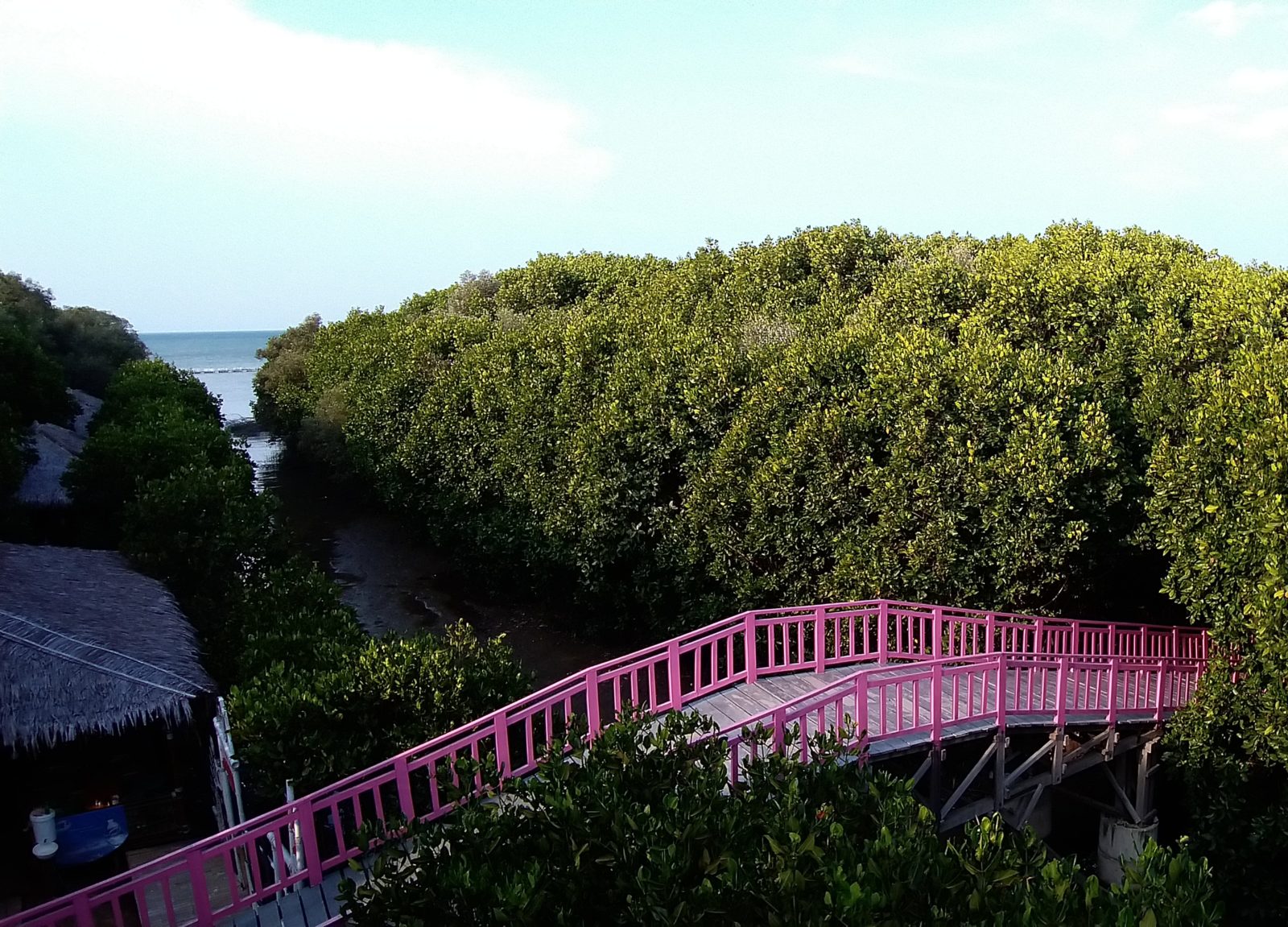 jembatan pink ikonik hutan mangrove brebes pandansari