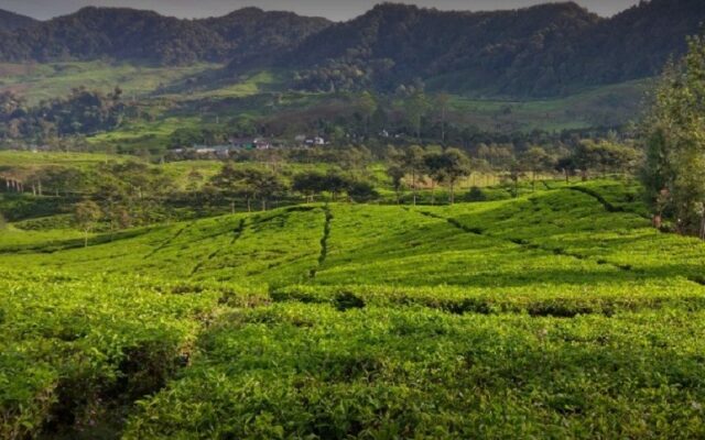 GUNUNG MAS PUNCAK Tiket Masuk, Aktivitas & Fasilitas