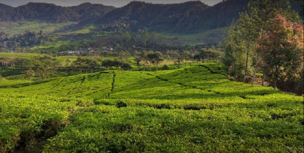 Daerah perkebunan yang merupakan di teh daya alam jenis berada sumber 5 Jenis