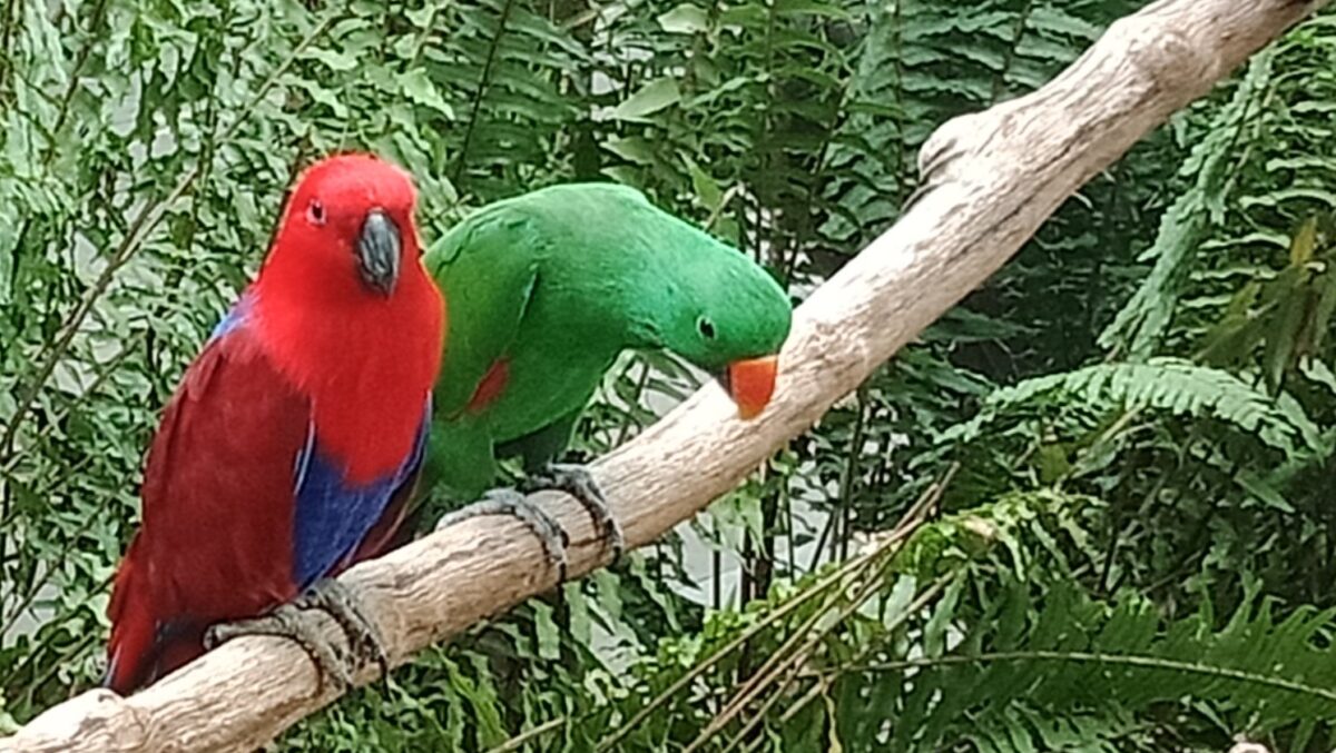 kebun binatang gembira loka zoo