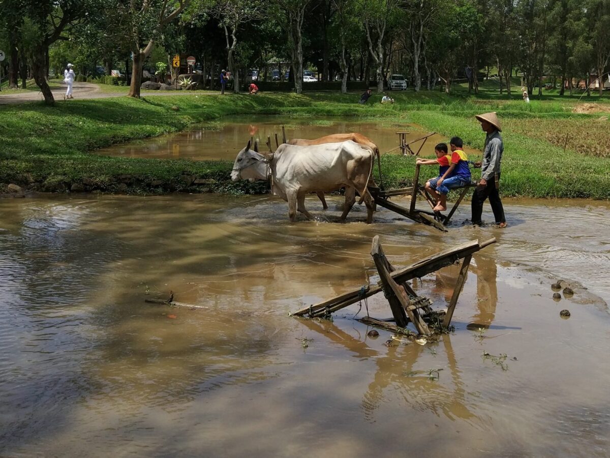 kegiatan membajak sawah