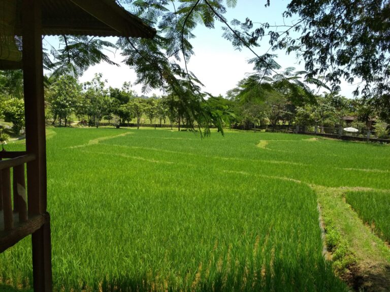 Petik Buah di Kebun Wisata Pasir Mukti