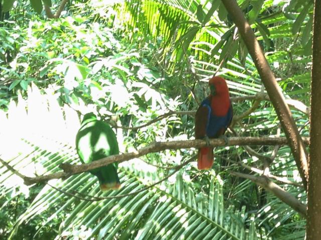 Taman burung di GDP