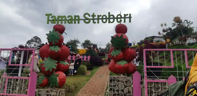 Taman strawberry