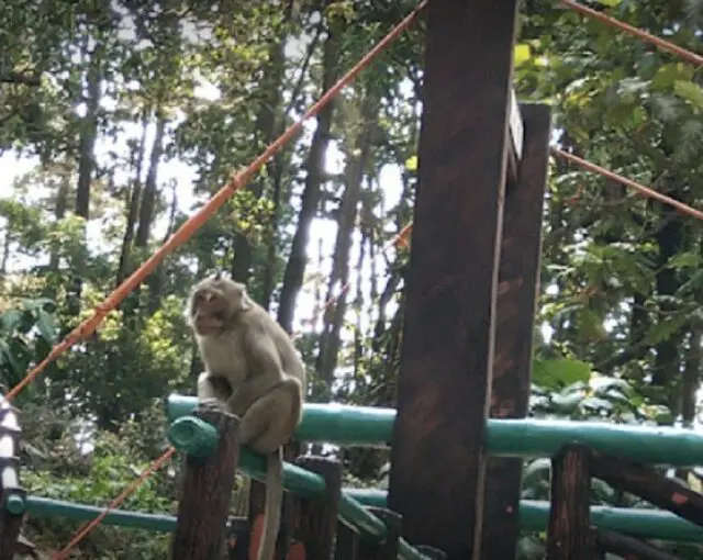 Monyet liar di sekitar kawasan wisata