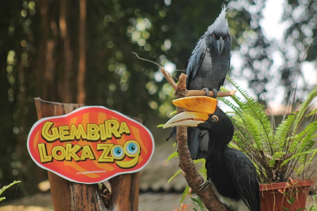 satwa burung gembira loka zoo Yogyakarta