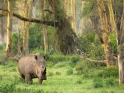 badak jawa di Taman Nasional Ujung Kulon