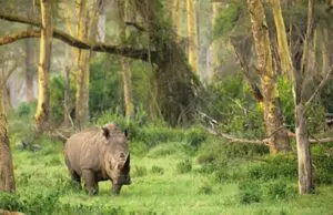 badak jawa di Taman Nasional Ujung Kulon
