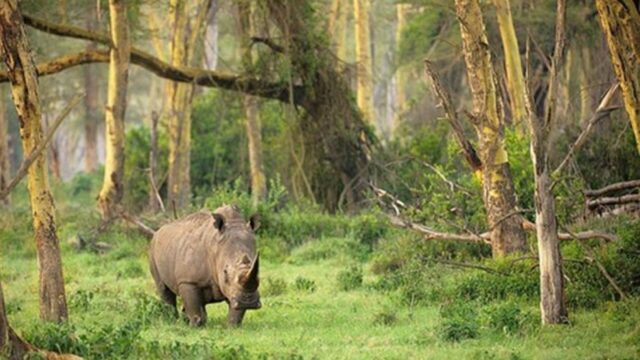 badak jawa di Taman Nasional Ujung Kulon