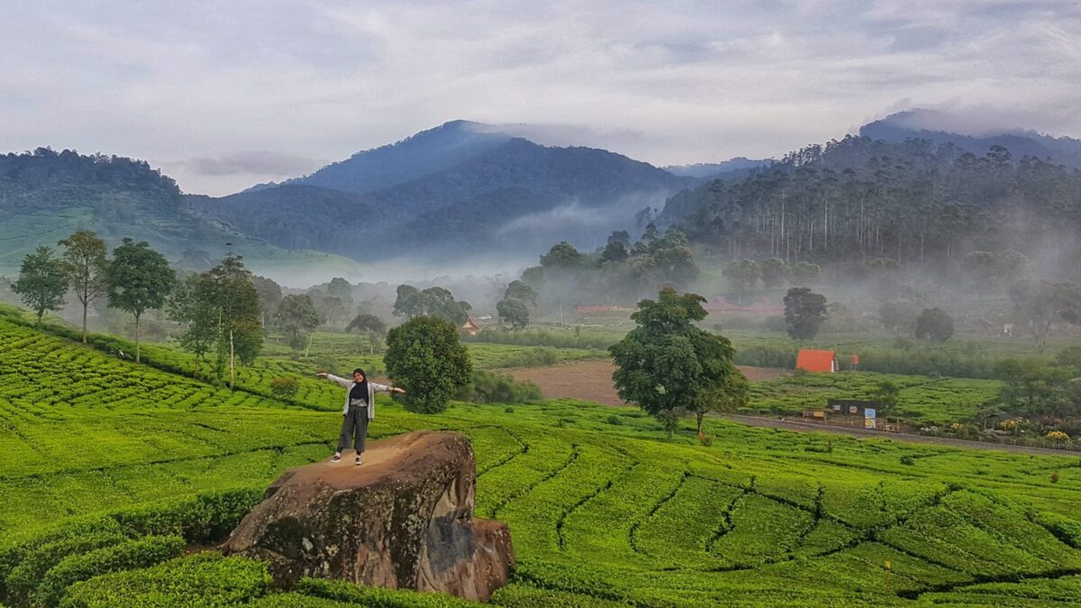 keindahan pemandagan perbukitan kebun teh rancabali
