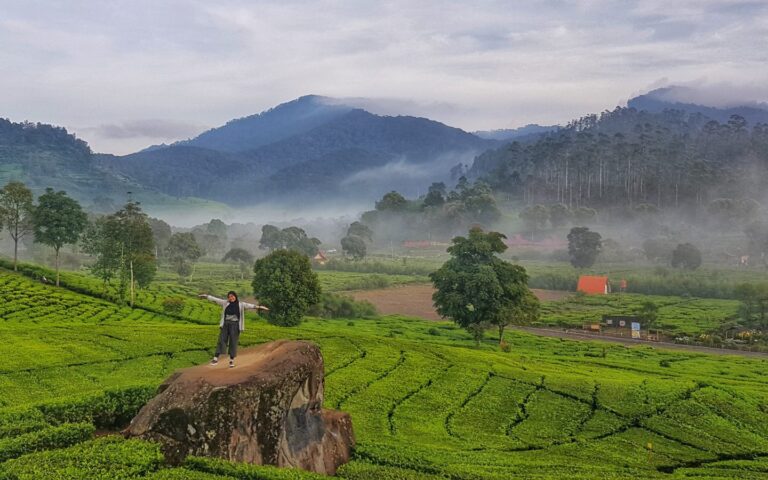 keindahan pemandagan perbukitan kebun teh rancabali