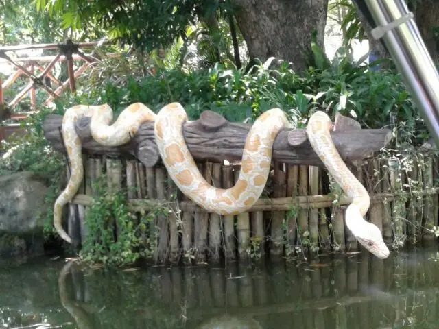 ular replika di tepi sungai